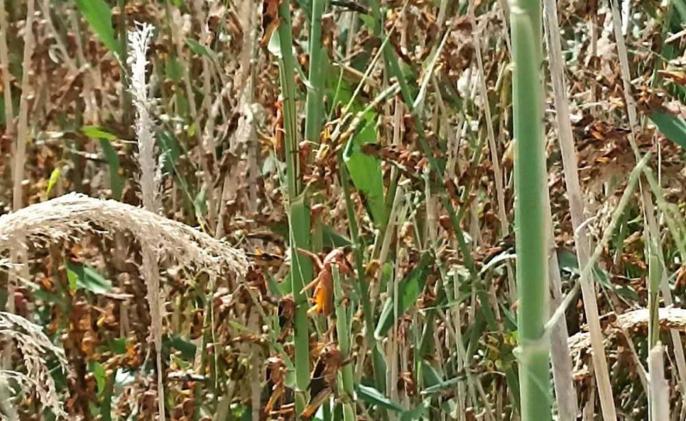 � �������� ������� ������� ����� 600 �������� �����