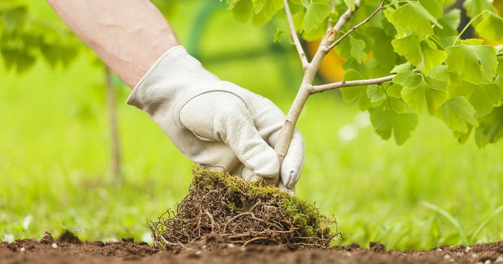 ��������� ������ ���������� �������� ������� �����������