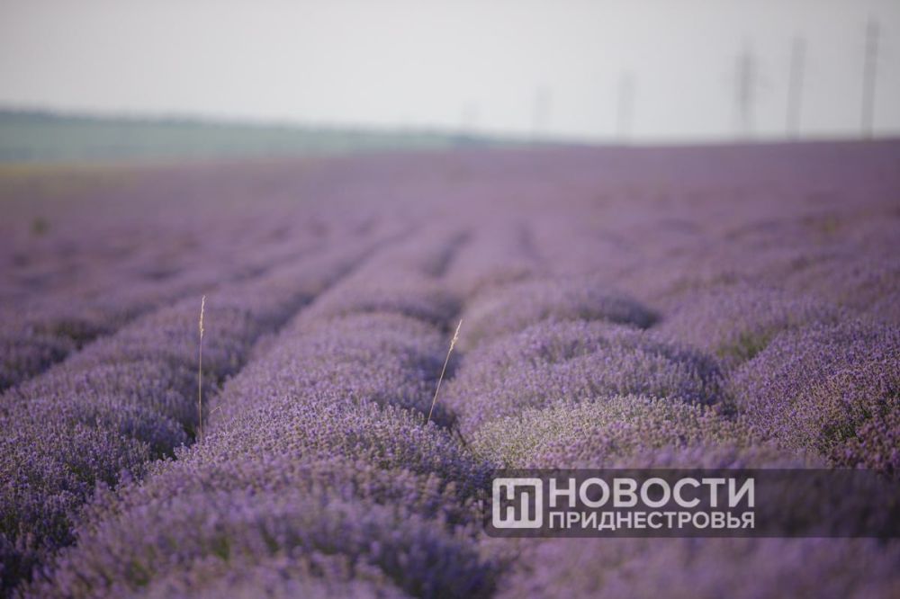 ���� �� ������ ������� �� ���������� ����, ��� ���� ����� �� 30 ����