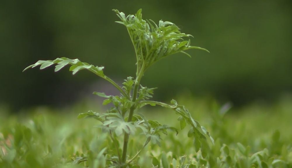 �������� � ���� ���� ������� �� ��� ������ ������