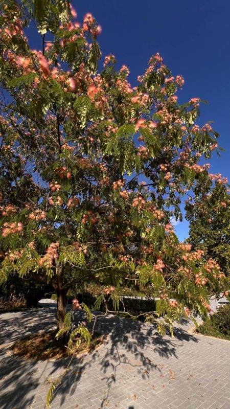 � ��������� ����������� ������ �������� ��������