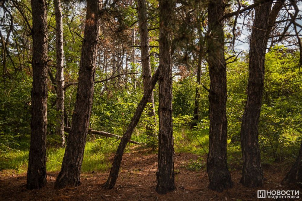 �������������: � ������� 20 ��� � ������������� ����������� �������� ������� 250 �������� ����