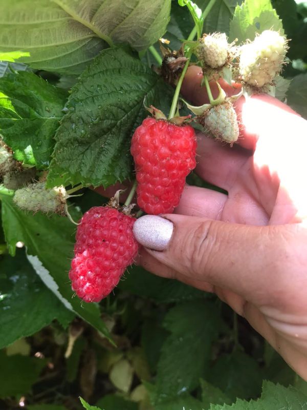 ������, ���������� ����� ��������������� �������