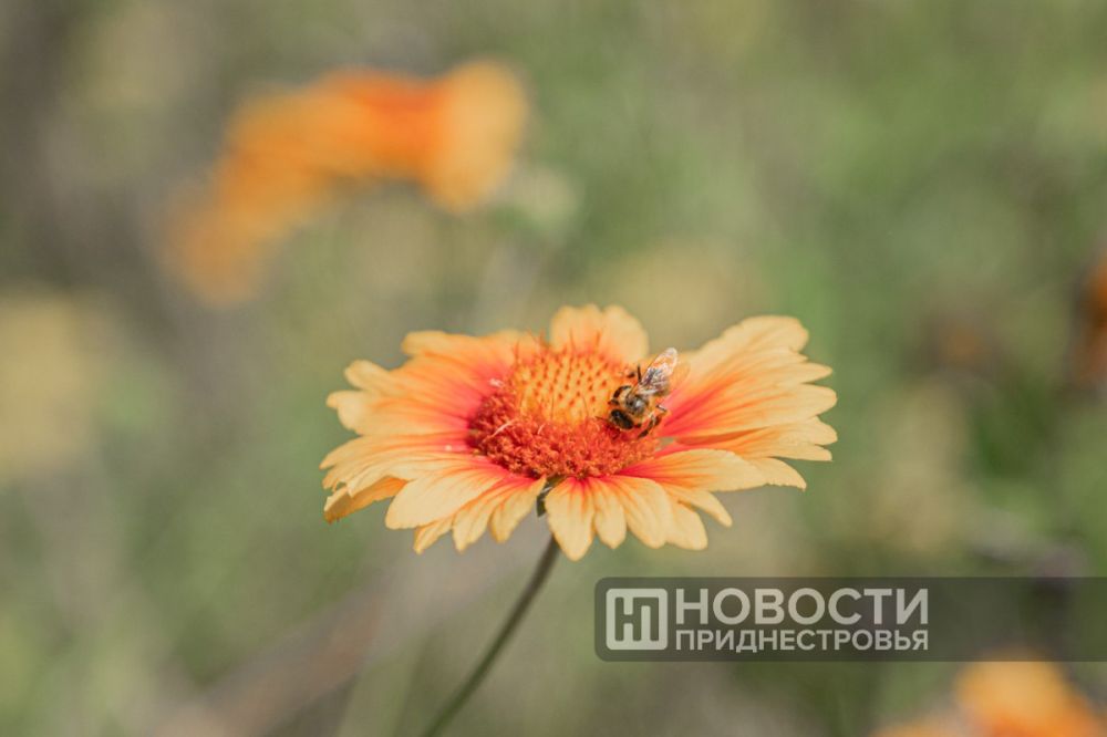 �� +36�� ������� ��������� �� ��������� ������