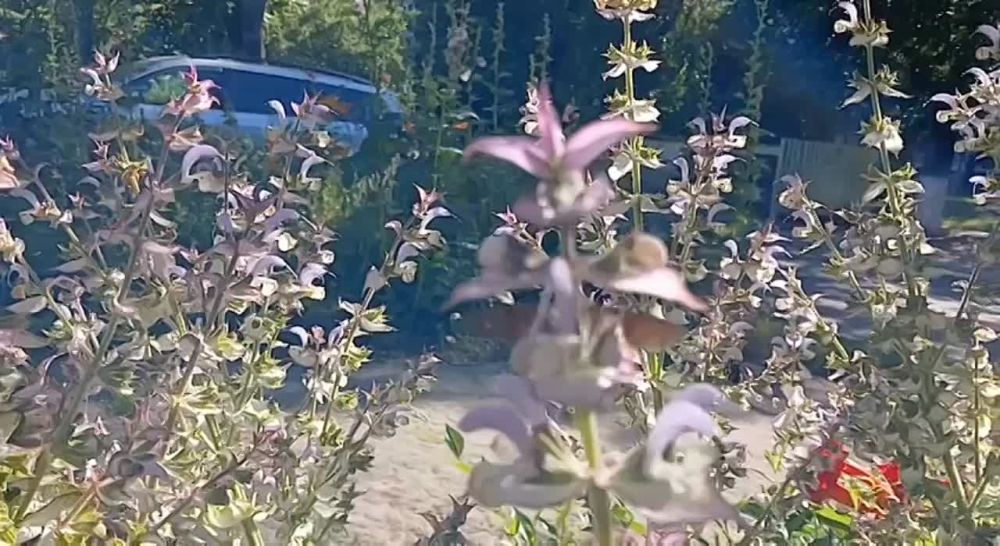 ������� ������ - ��� �������