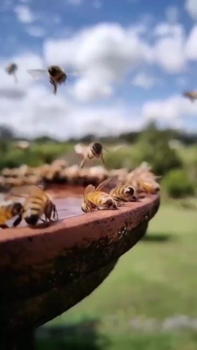 ������ ����