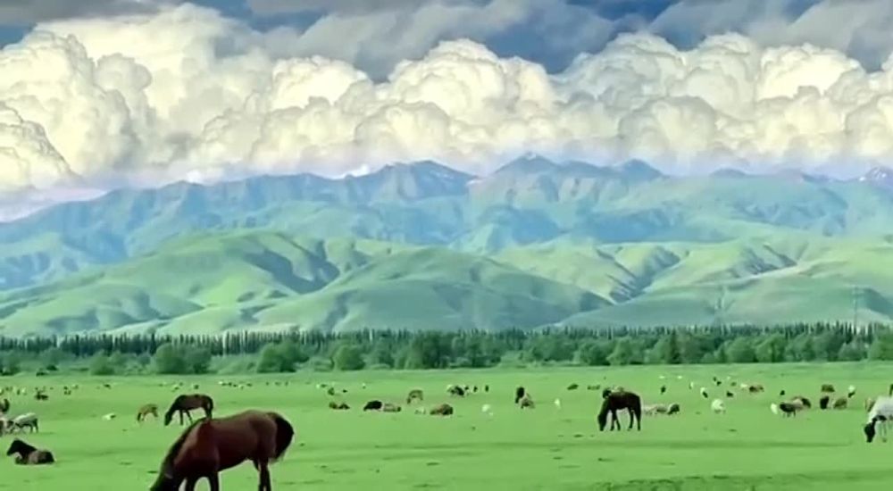 ������ ����