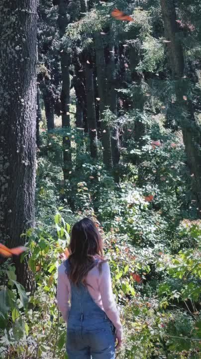 ���������� ���������� ���������� ������� ������ (Mariposa Monarca) � �������