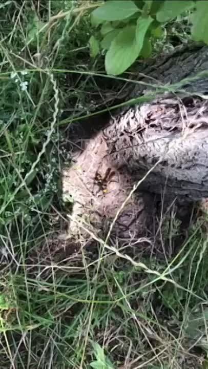 ������-������ �� ���� ����� ���������� �� ���������