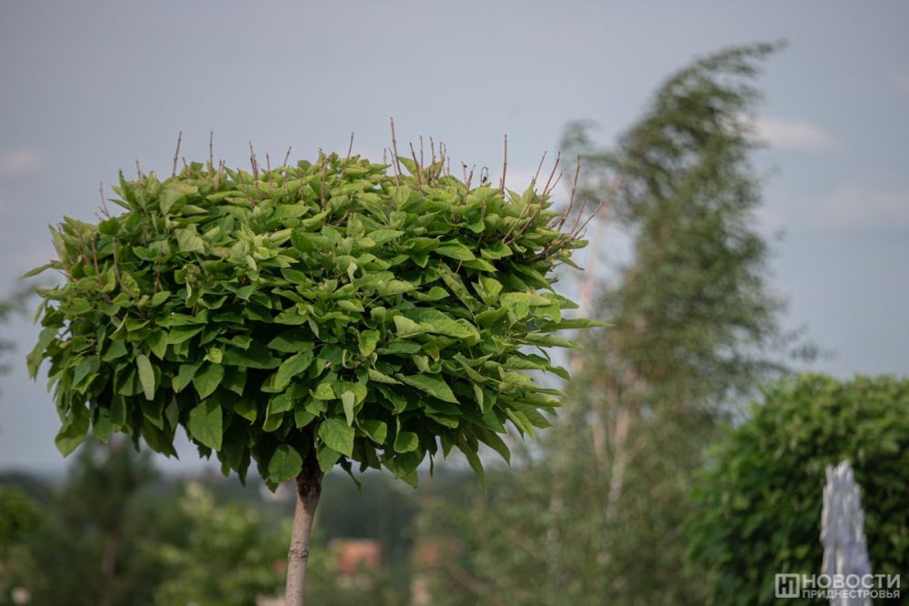 ������������� �������������: ������� � ������ � ���������� ������� �����