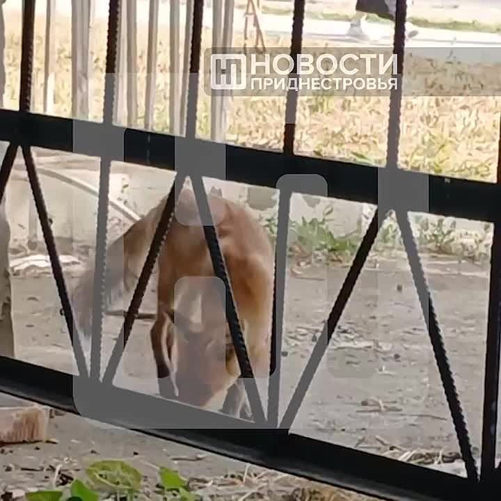 � ��� � ���� ������ ��������