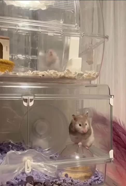 ��� ����� ����� ������