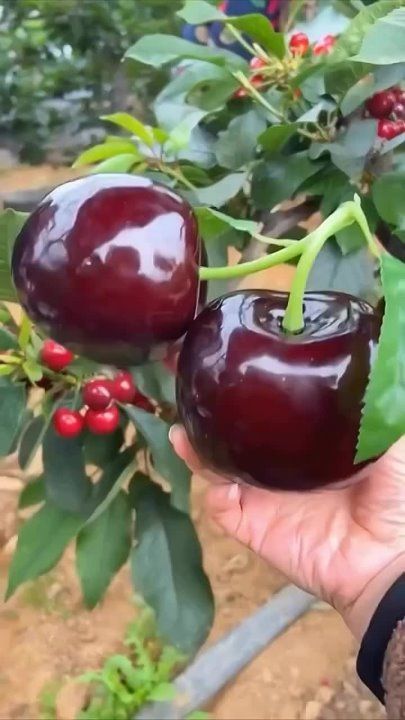 � ����� ������ �������� �����