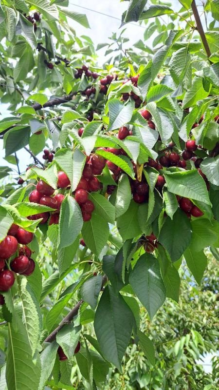 ���� �� ����� ������ � ������� ������� � �������.���� � � ����