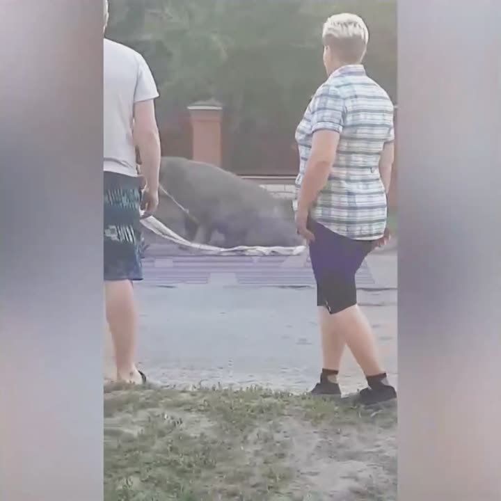 � ������ ������ �������� ������� � �������� ������