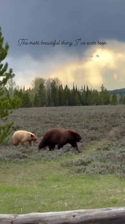 ����� �������� Pixar �����