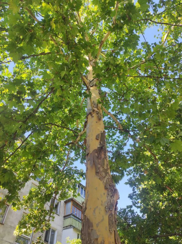 ������ ������ ��� ������ � �����