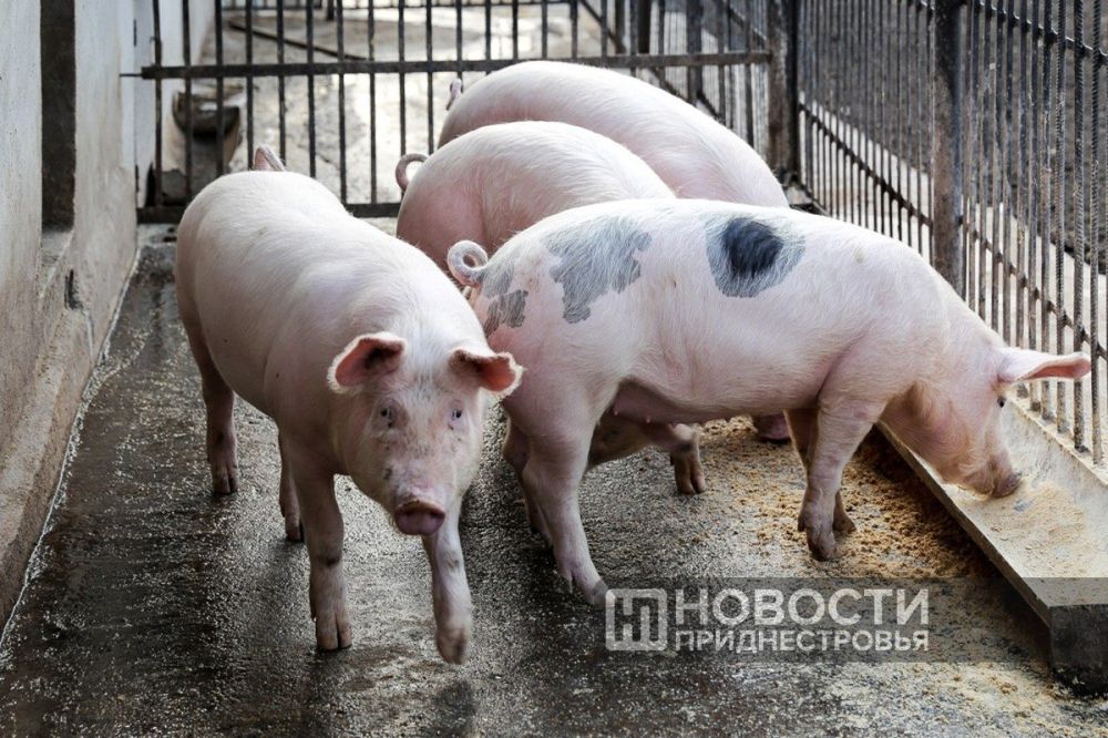 � ������������� �������� �������� ���� ������� �� �������