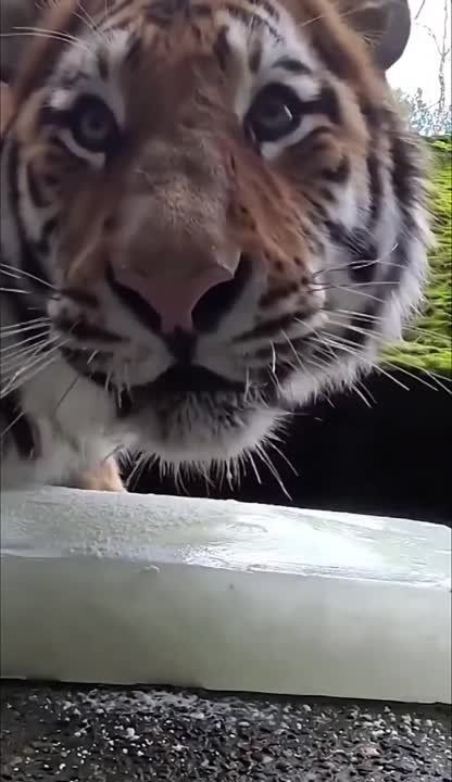 ��������� ����� ���� �����