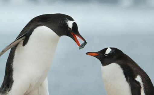 ������ �������� ���� ����� ������ �����