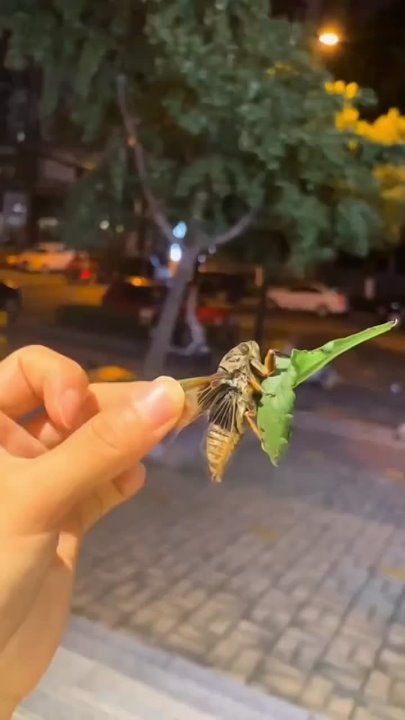 ������ ���������� �������� ����� ��������, ��-�� ���� ������� �������