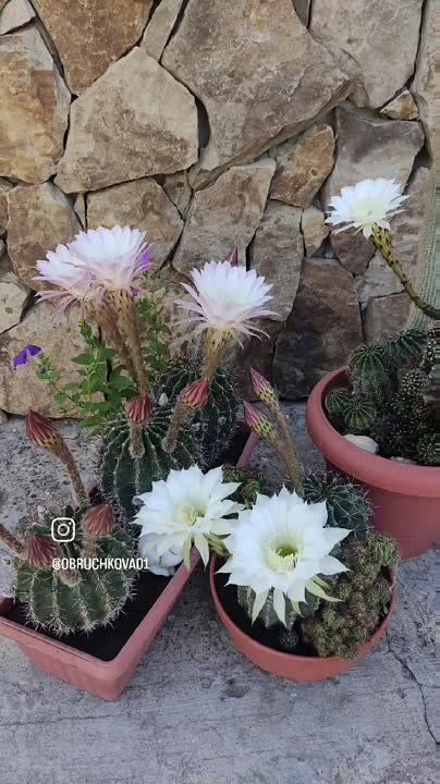 �������� ������ �� �������