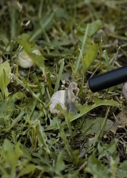 �������� �� ������. � ���� ASMR-����� � ������� ����� �������������� ���������� ��������, ��� ������ ��� ����