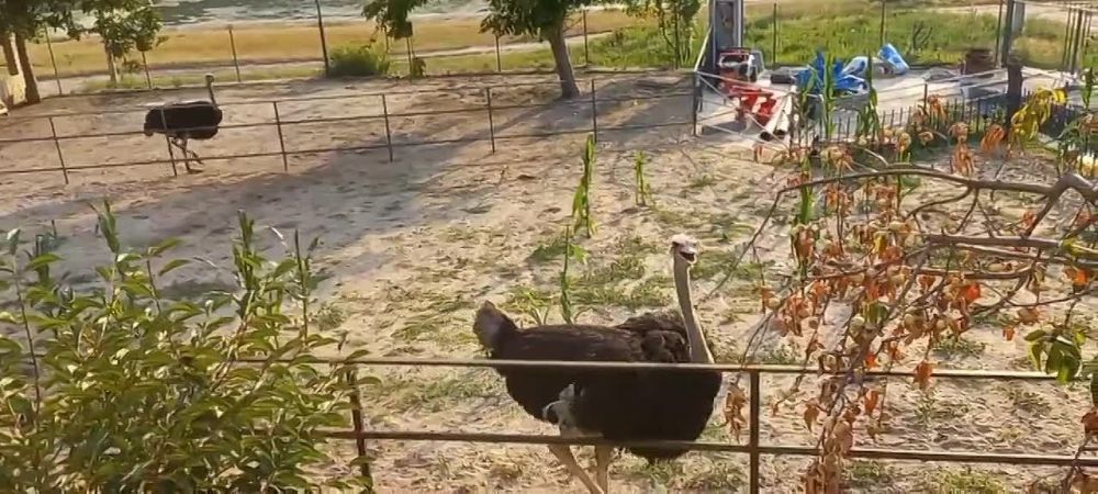 ��� ����� �� ������� � � �������