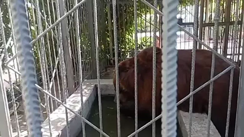 ��������� ���� �� �������� �������� ������������ �������