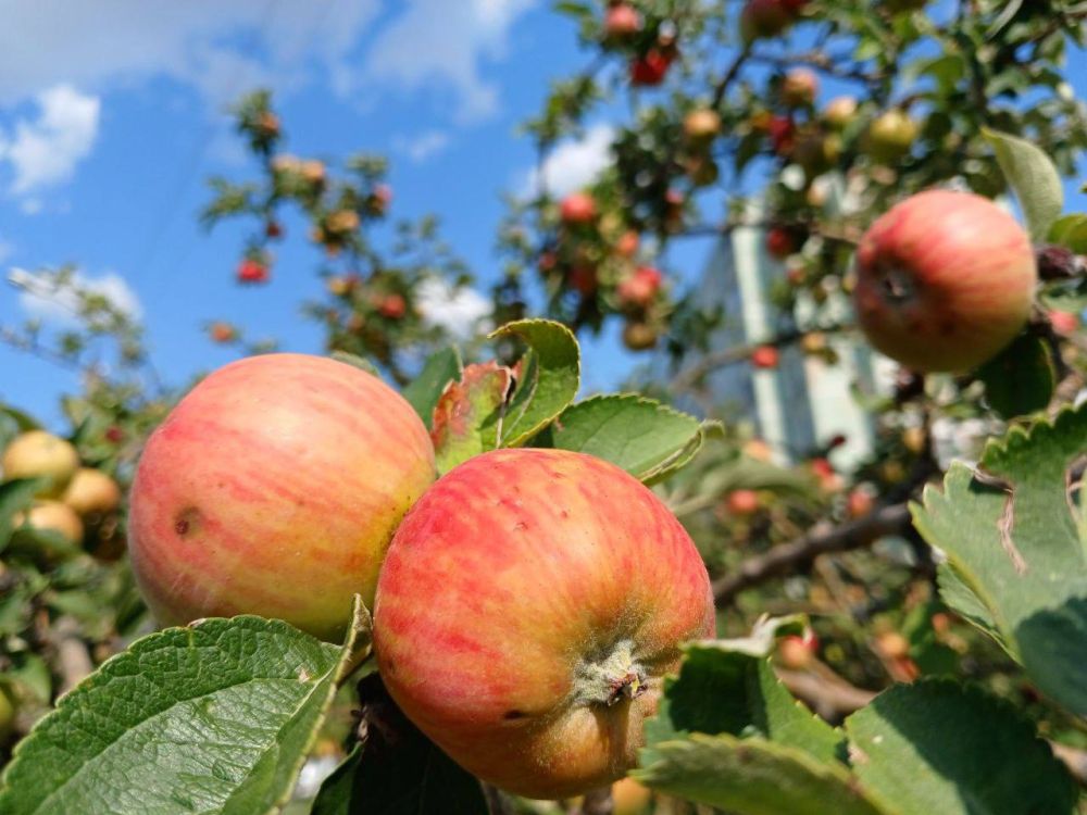 15 ���� ��������� ������������ ������, ��� �������