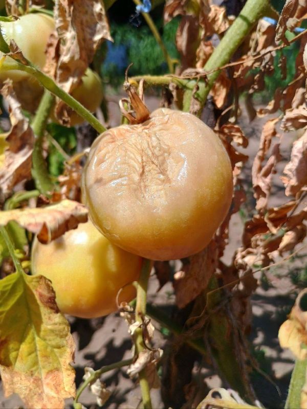 ����������� ����������� ���� � �������������