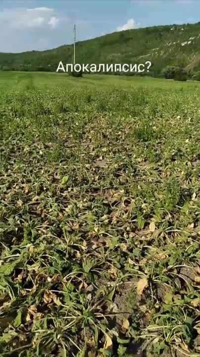 ���������� ��������� �������� �� ����: ���� � �������� ������� ����������� ��������� ������� �� ������