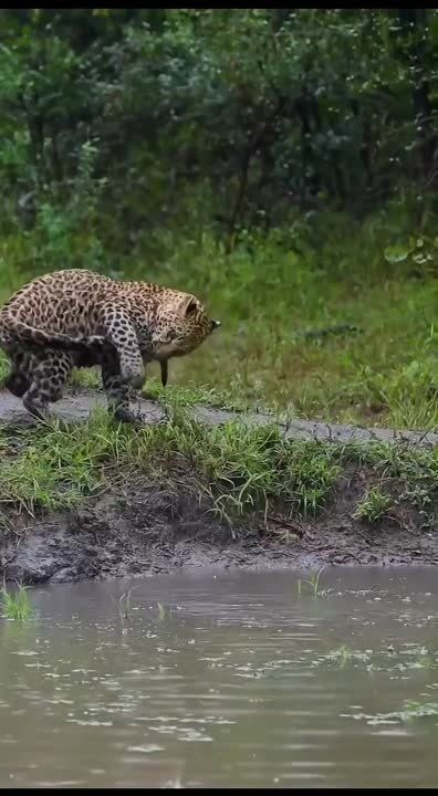 � ���� ����������� �������-��������, ������� ������ �� ������� ���� �����