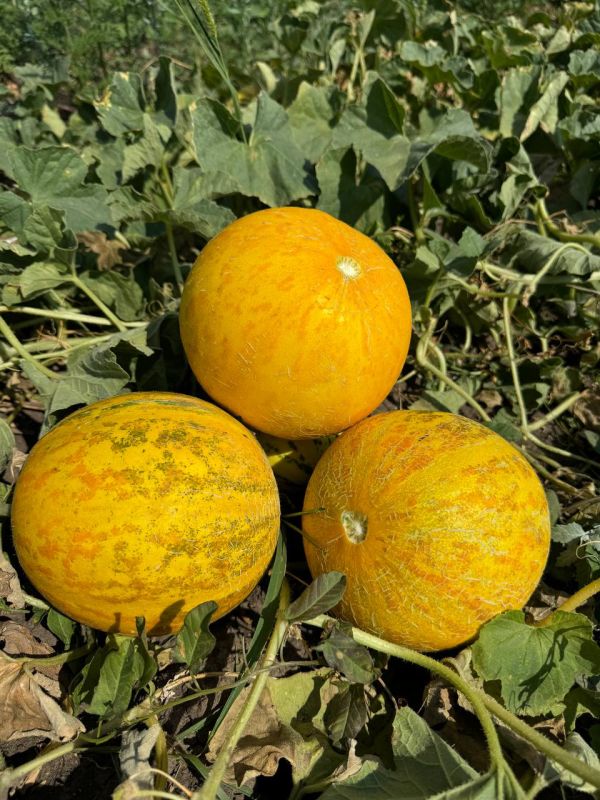 � ��������� �� ����� �������� ������ � ����