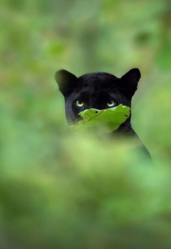 ������������� �������. ��� ������ ��� ������ �������� ����� ������� �� ����� ���� �����. �� ��������� ������ ���������� ������� � �����