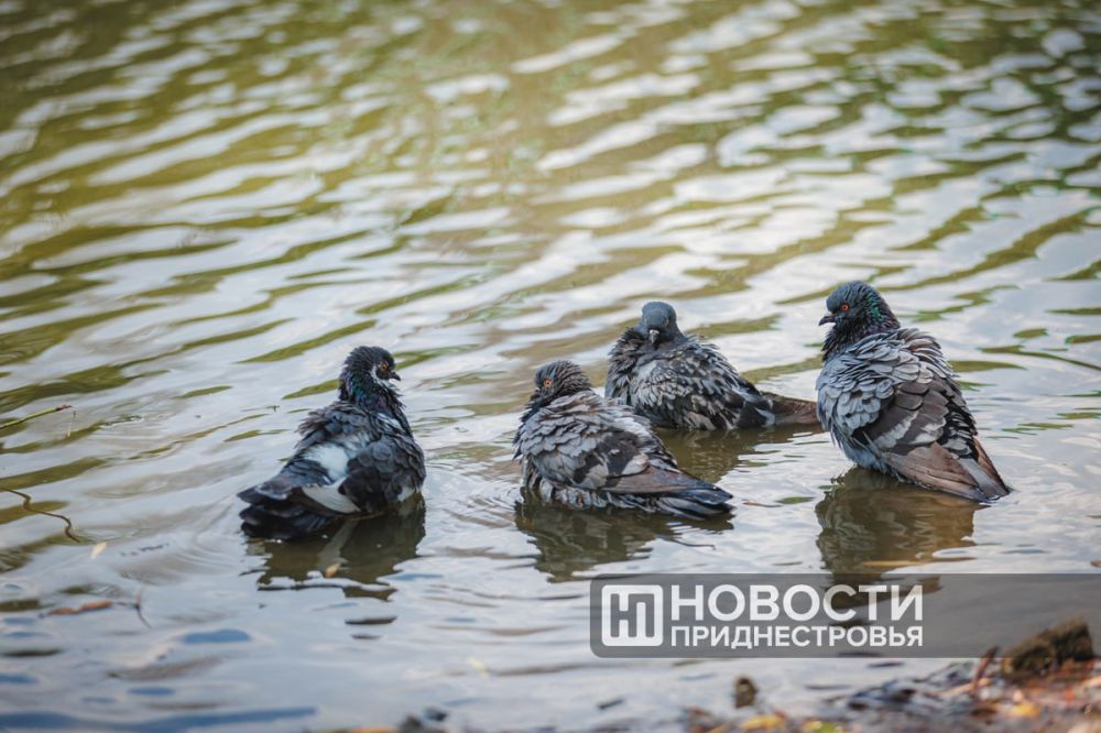 ����� ������ ���� � ������� ������� ����� 21 ����