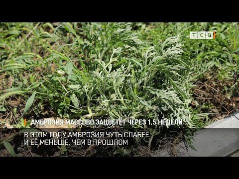 �������� ������� ������� ������ ����� �������