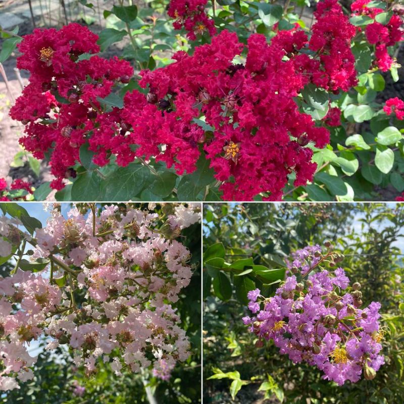 � ���������� �������� ����� ��������� ������ ��� ����� � ����-�������, �����-������� � ���������