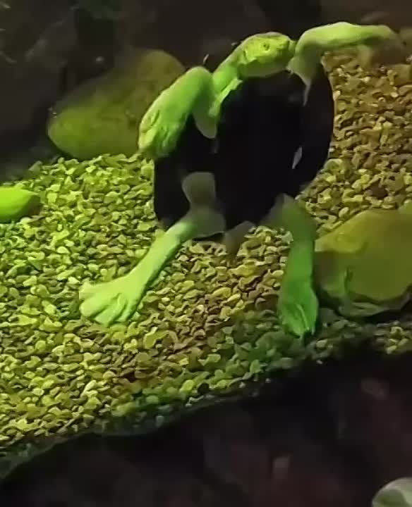 ���������-������?. � ��������� ������������ ����� � ���������, � ������� ���������� ������� ����������