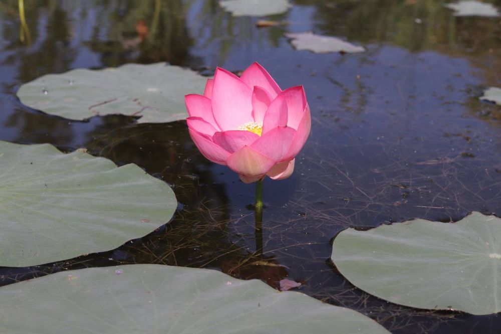 �� ������������ ������ � ���� � ����������� ������� ������