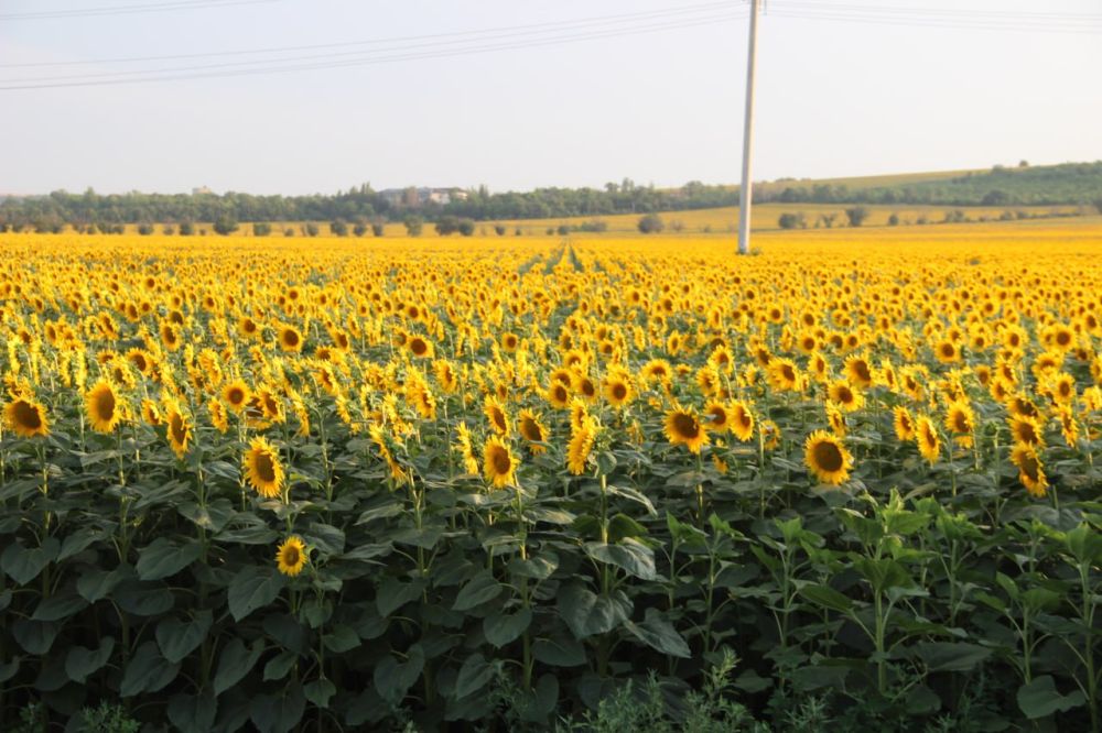 ������. 29 ���� ����� ����. ��� �������. �����������: �� + 22 (�����) �� + 30 (����) � + 24 (�������)