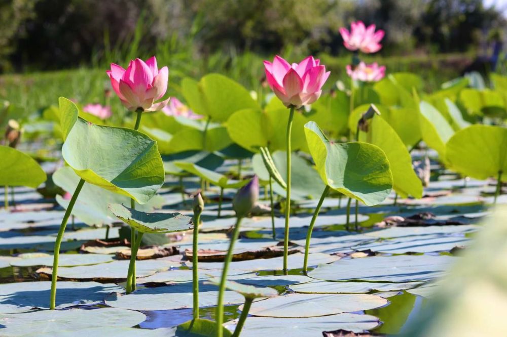 �� ��������� ����� ���������� ���� �������� ������