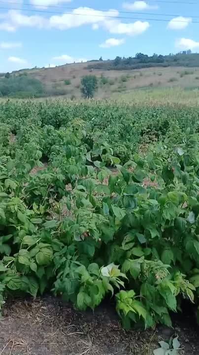 В крестьянско-фермерском хозяйстве семьи Андрущенко (село Котовка Григориопольского района) убирают комбайном малину