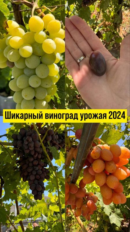 �� �������� �� ��������� � ����������� �����������, ������� ����������� ������ �������� � �������� �������