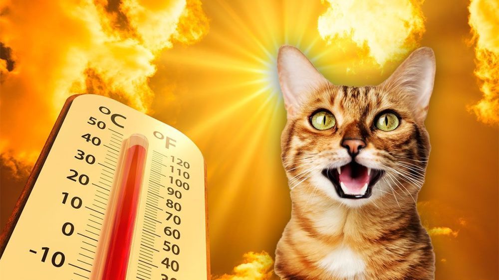 ���� ���� ����� ������ ������� �� ��� ���������� �� ��������� 12 ���