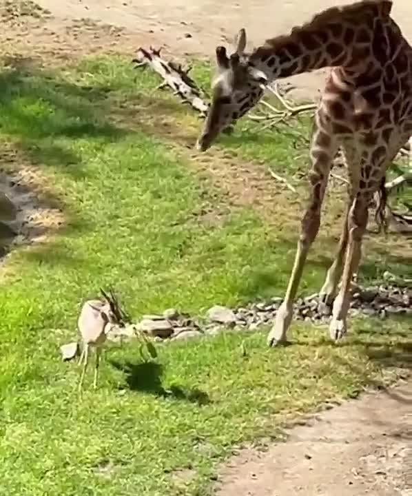 ������ �������� ������ ������� �� ������