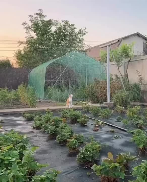 ����� ����� ������ ������ �����