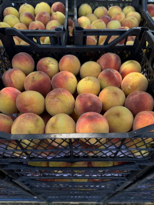 � �������� ������� ������ ���� ����� ����� � �������