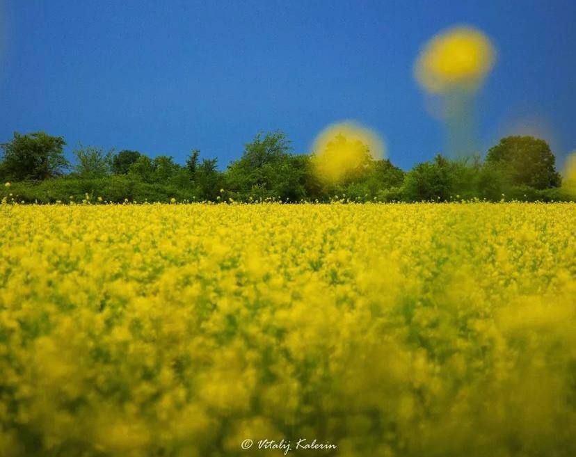 ������� �������������. �������� ����