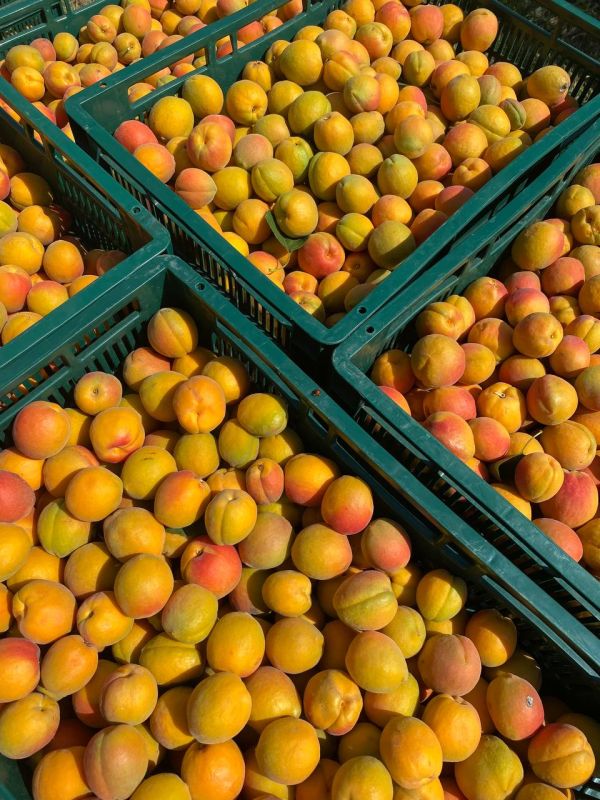 В Григориополе собирают абрикосы итальянского сорта «Фабарли»
